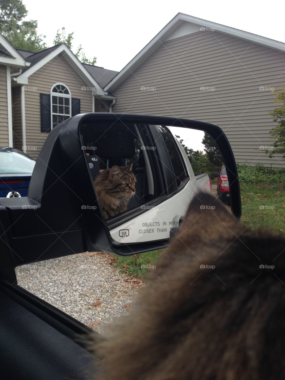 Cat in mirror 