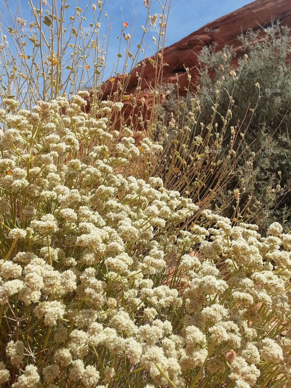 desert wild flowers