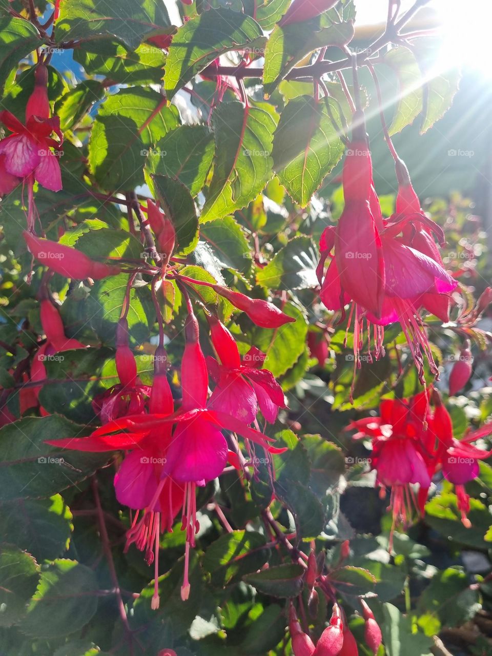 Beautiful flowers that bring us scents and colors