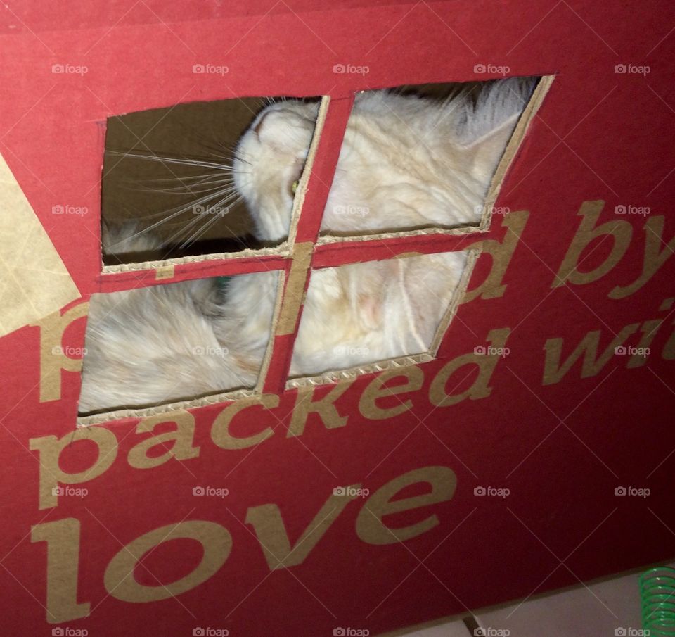 Falcon, packed with love....