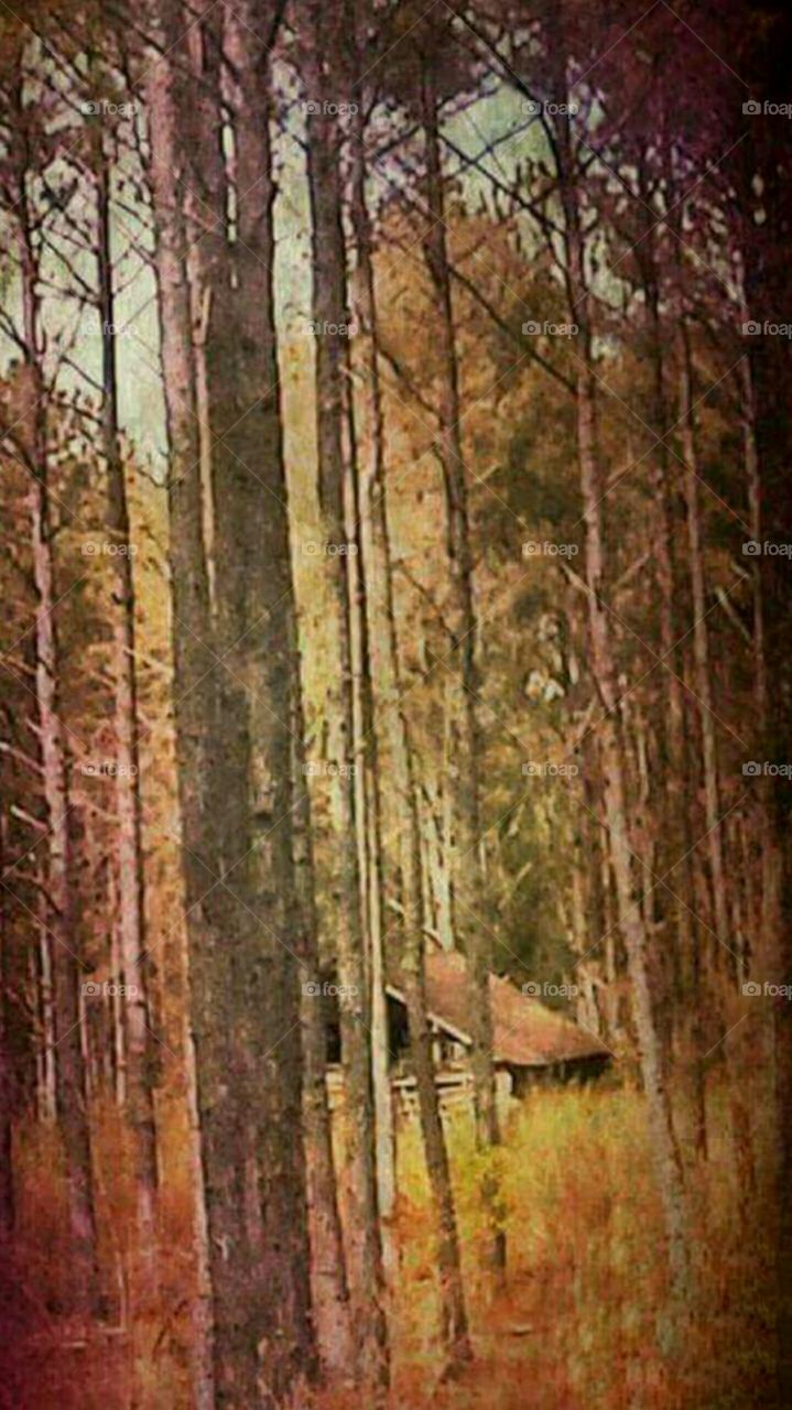Forgotten cabin in a fall forest. Seclusion
