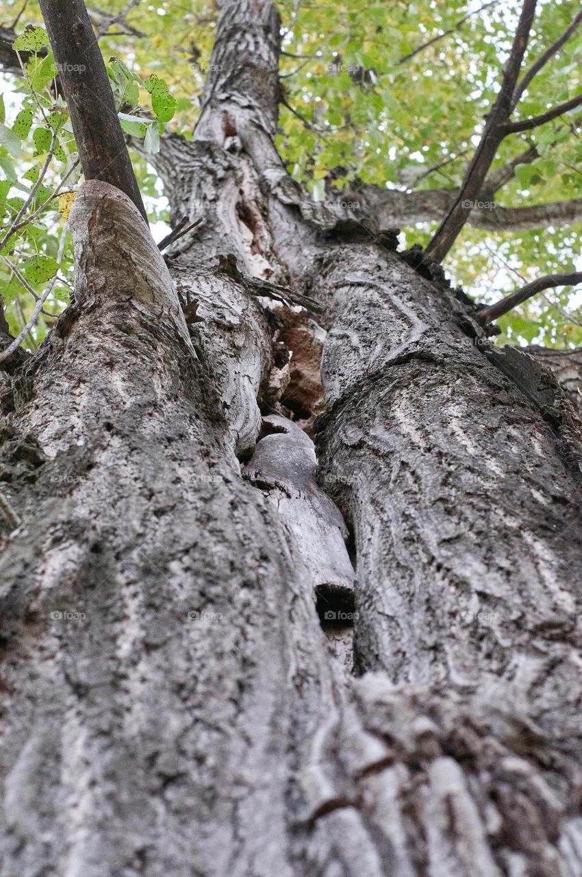tree trunk (alamo) holed by woodpeckers.