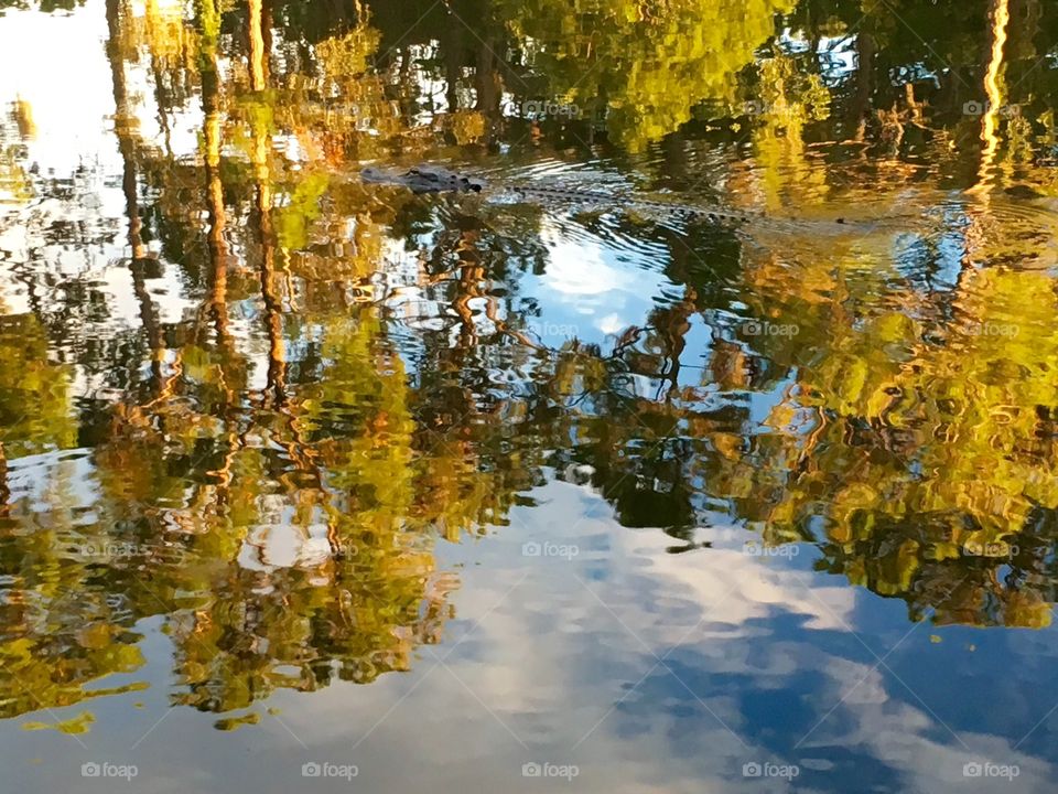Alligator swimming through colorful reflections