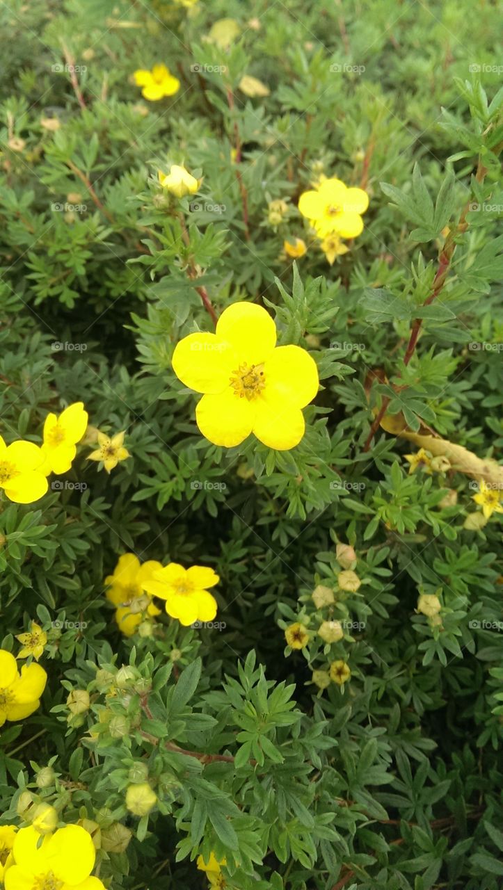 Beautiful autumn flower
