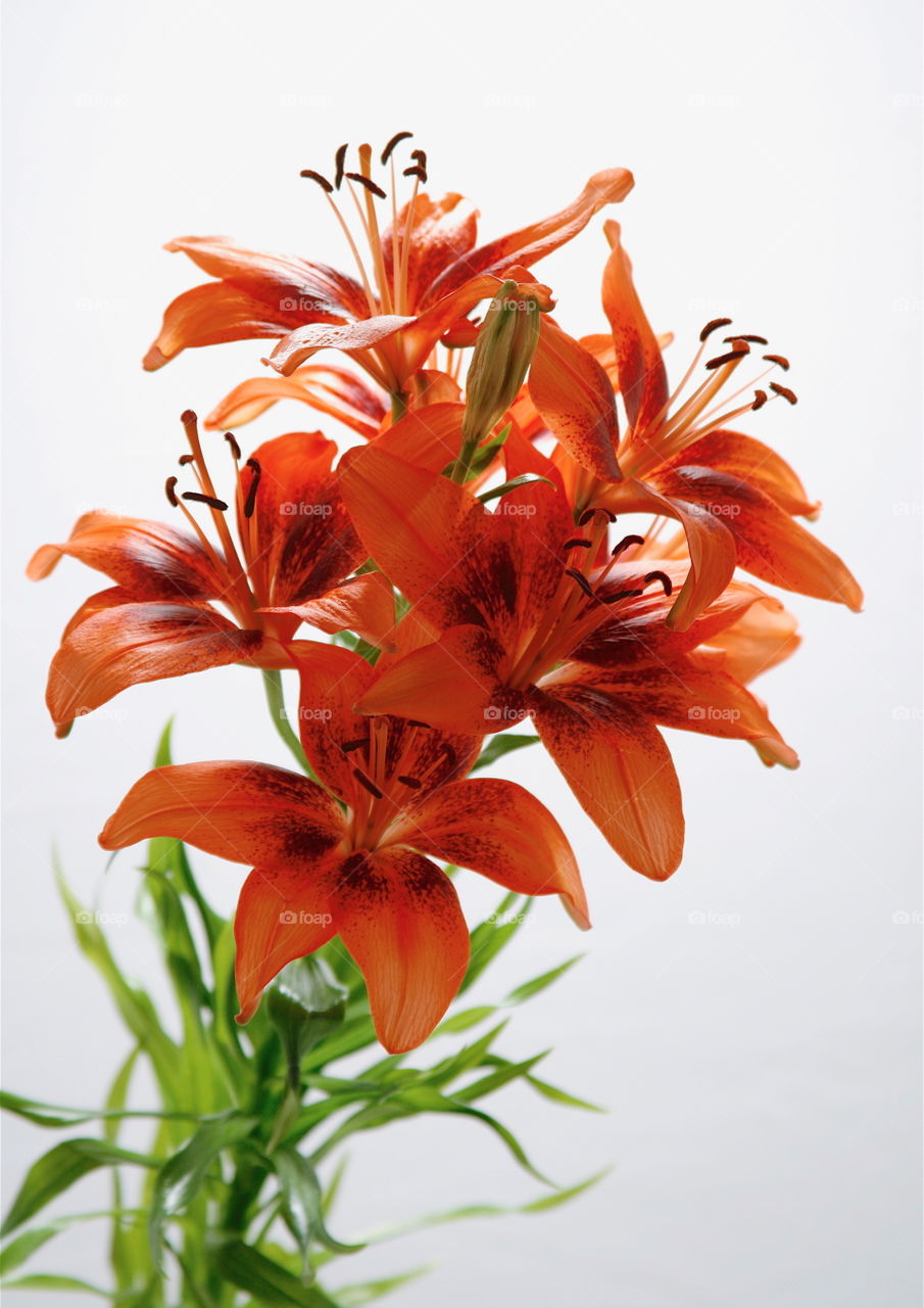 Bouquet of Lilies