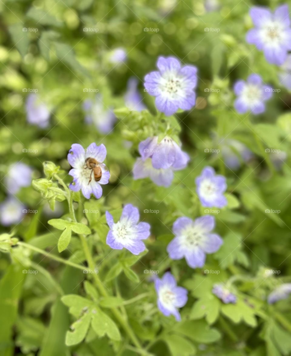 The colors of spring, honeybee on a blossom, Austin, Texas