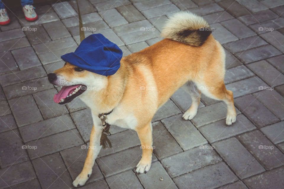 Dog Wearing cap