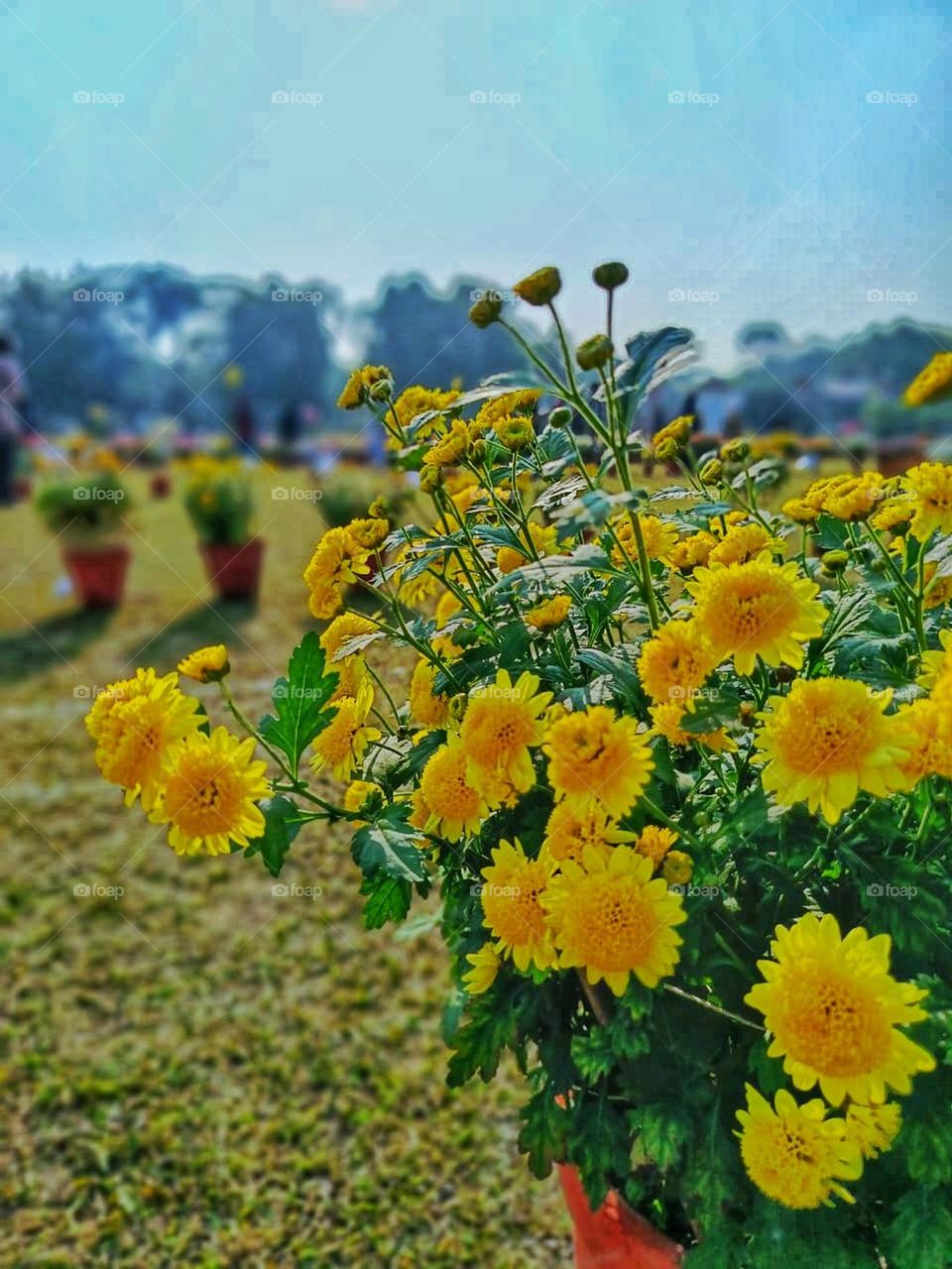 Those orange flowers in the red pots are so eye-catching.
They really bring a pop of color to wherever they are placed.
Those flowers in the container look so lovely and colourful! It's like a mini garden in a pot.