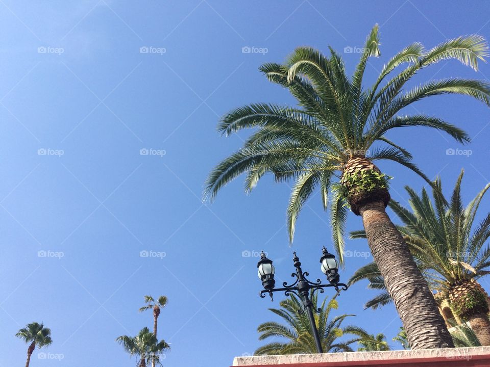 Sky and palm trees 