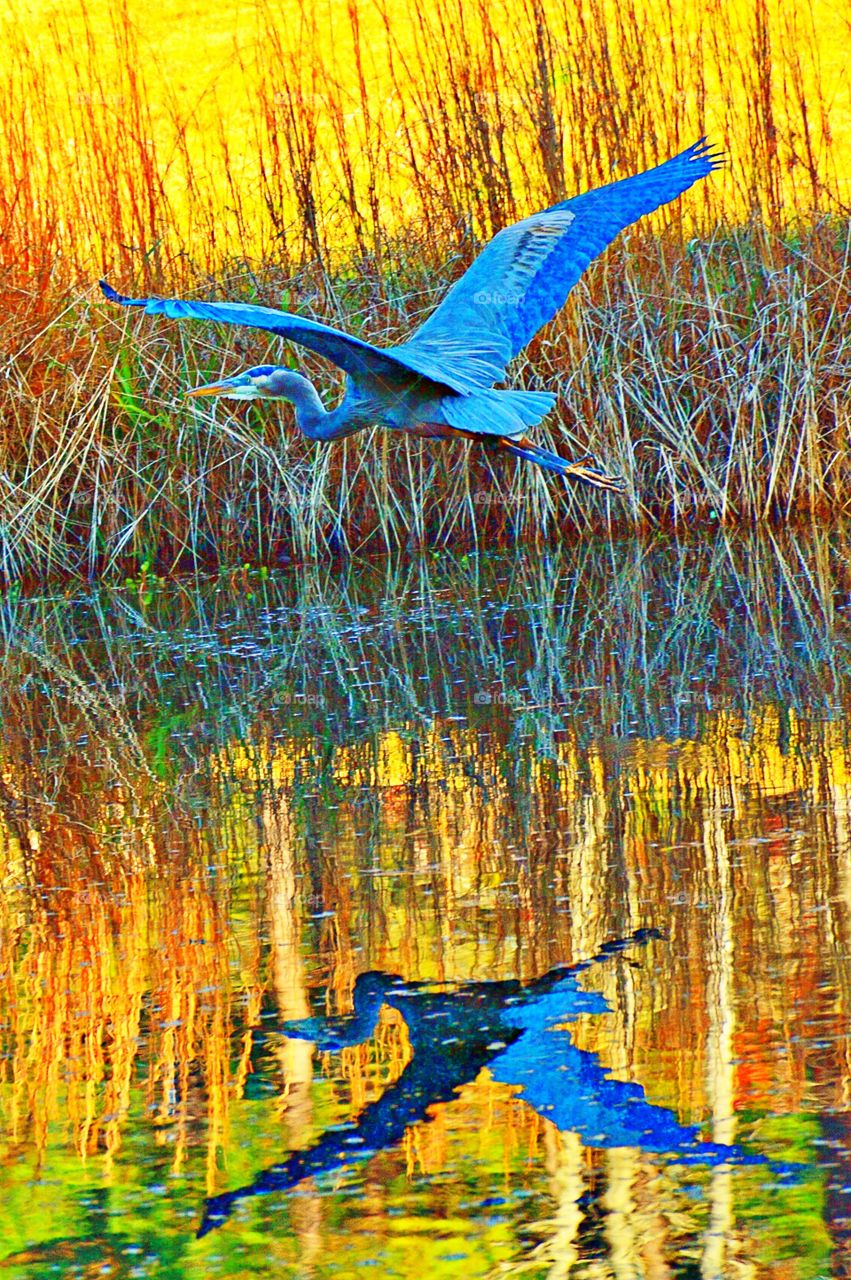 Blue Reflection 