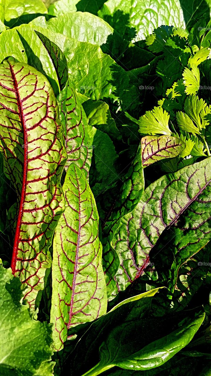 red vained sorrel