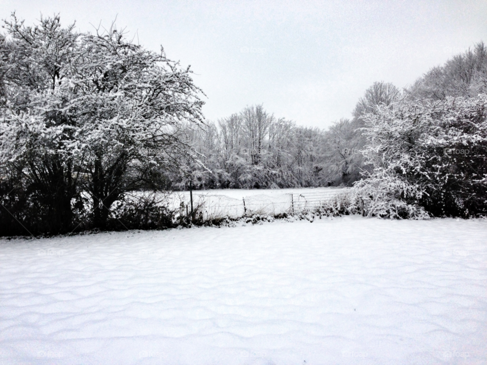 snow white tree trees by elektroseb