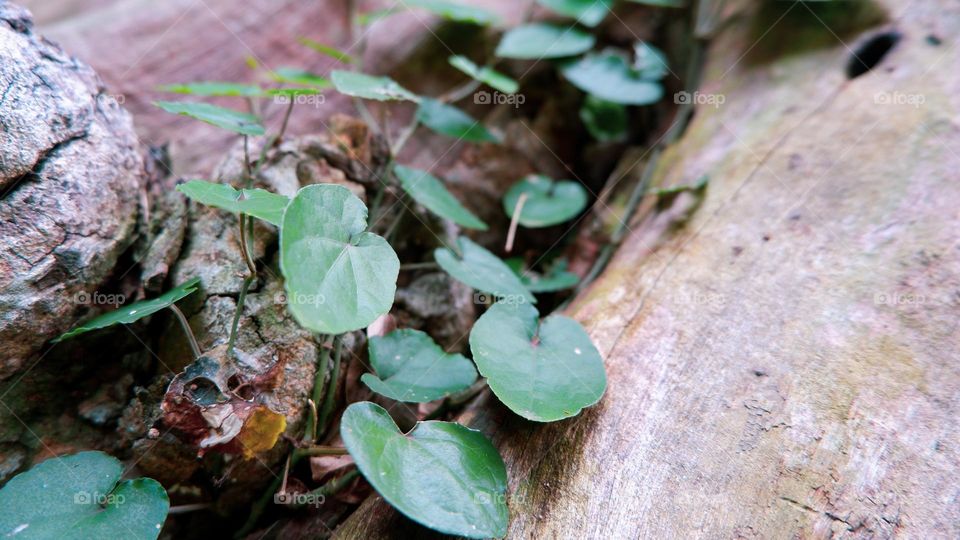 Love-shaped green leaves that grow vines on other tree trunks.