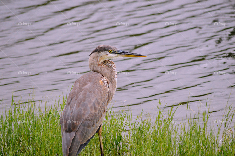 Heron standing on green grass looking out over the lake
