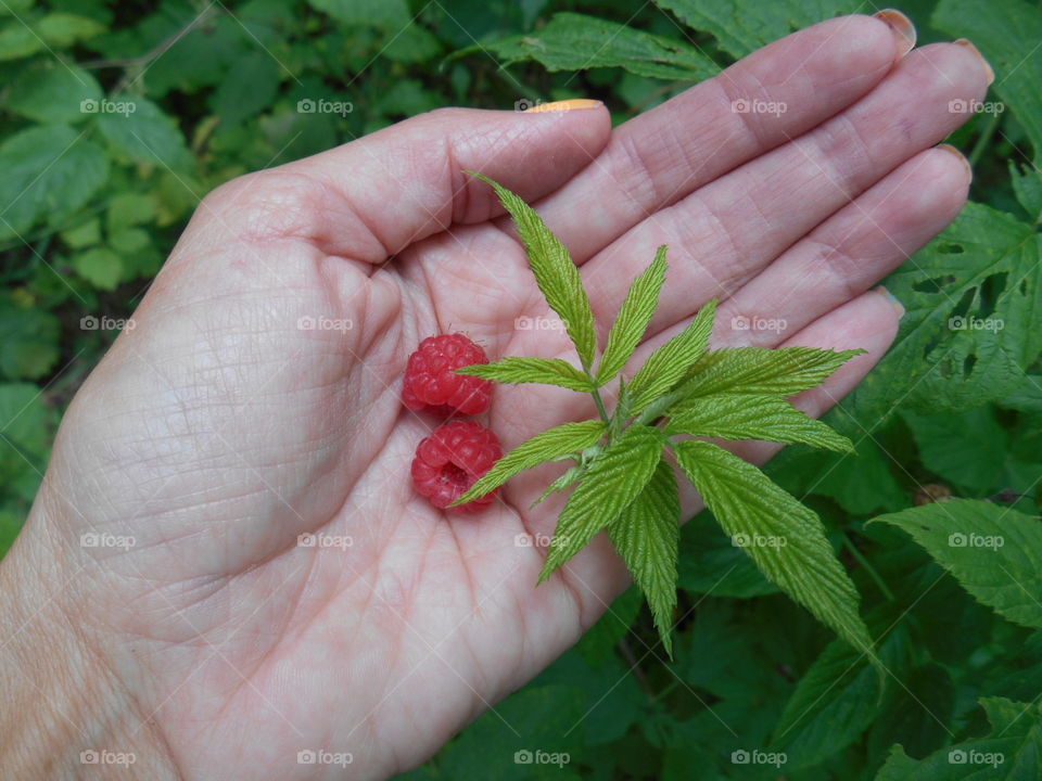 raspberries in hand summer food green background