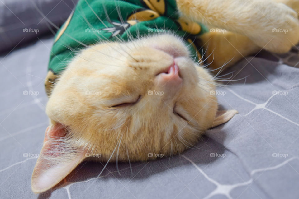 cat and his sleeping position