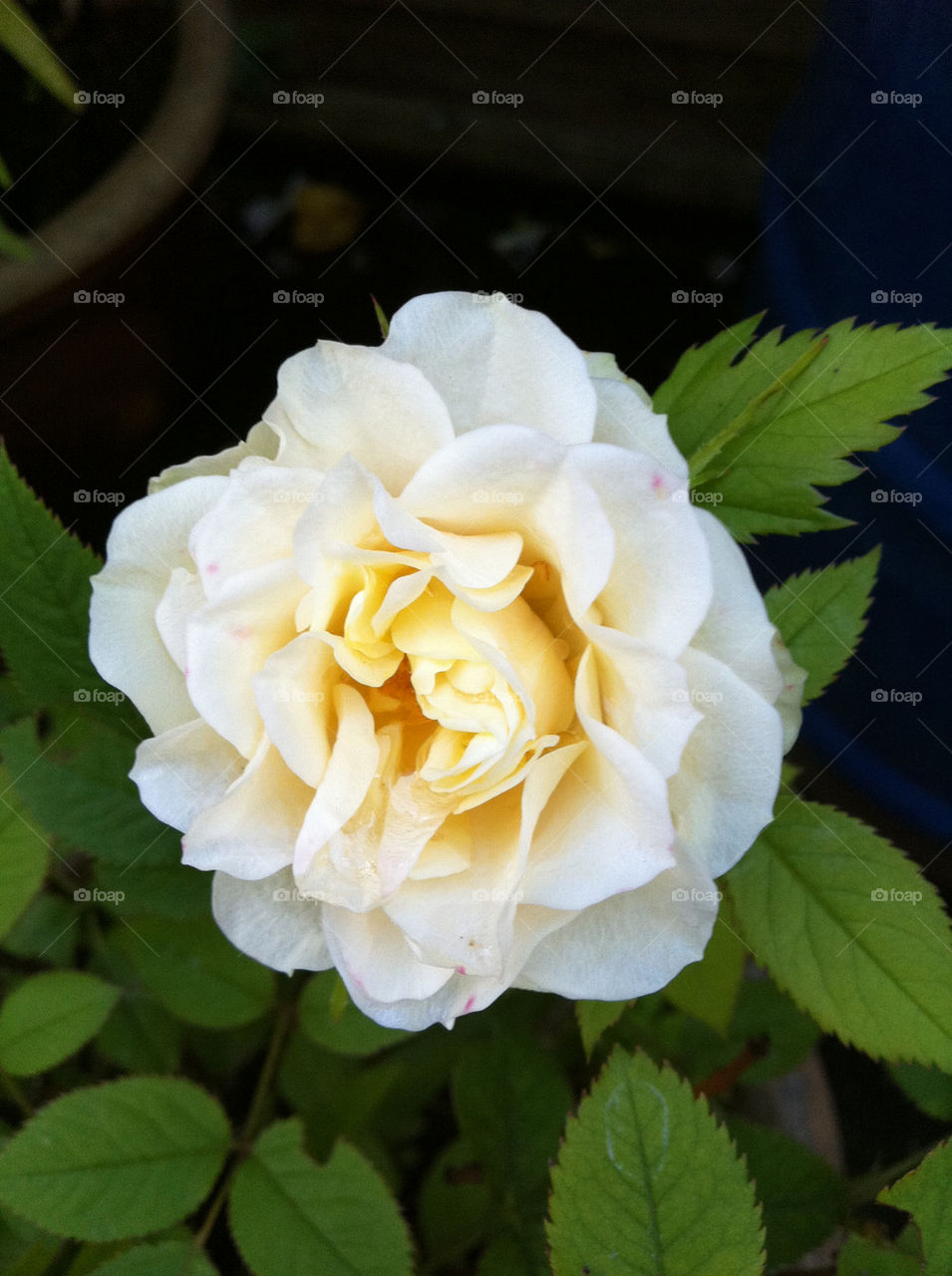 garden flower white rose by jeanello