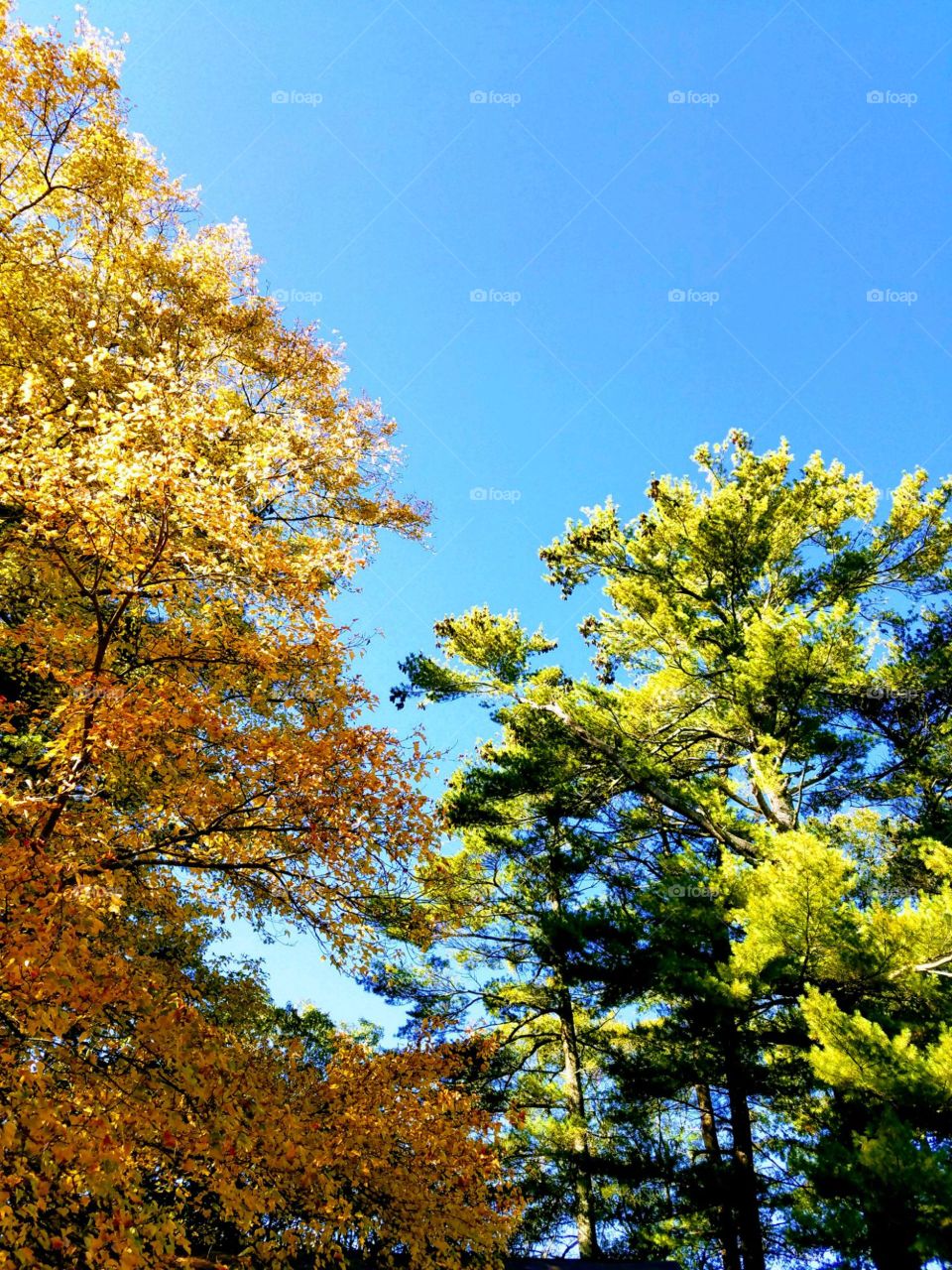 Sunlit Autumn trees & blue sky.