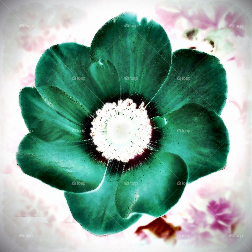 Poppy Verde