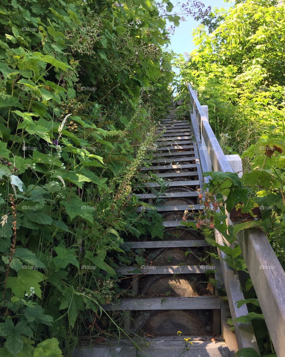 Lush stairway 