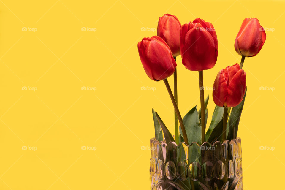 Red tulips in glass vase on dual tone background