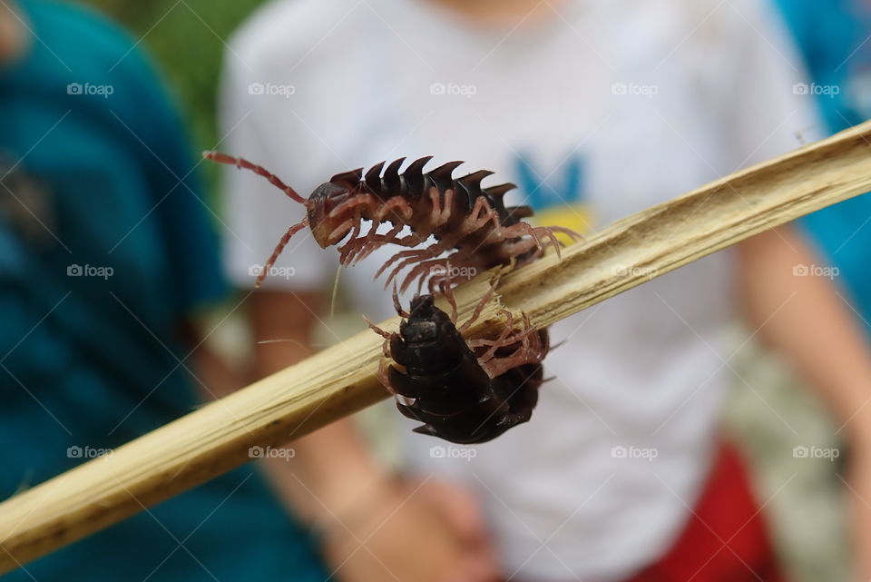 Tiny creature full of skills and flexibility! He is focused on keeping the balance and adapting to the changing external conditions! 🐛