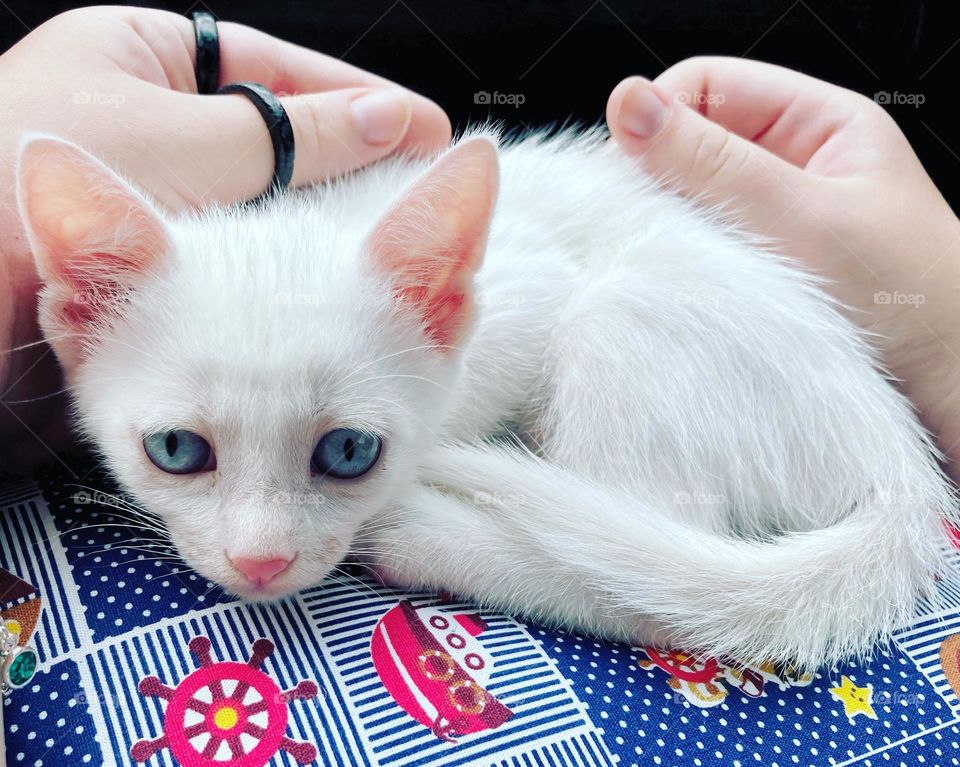 🇺🇸 The little cat! 🇧🇷 Uma nova moradora para nossa casa: a gatinha Minerva Minhoca (para ser apelidada de MiMi)! As meninas se apaixonaram por ela. Agora, são 1 mamãe, 2 garotas, 1 cadelinha e 1 gata lá em casa, contra 1 leão (eu). Tô perdido…