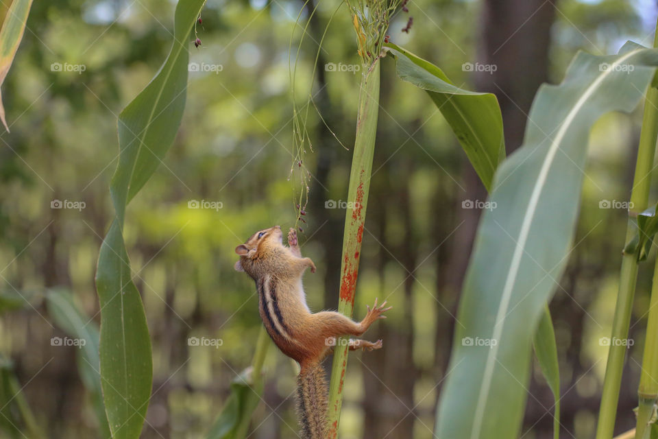 Nature, No Person, Leaf, Outdoors, Food