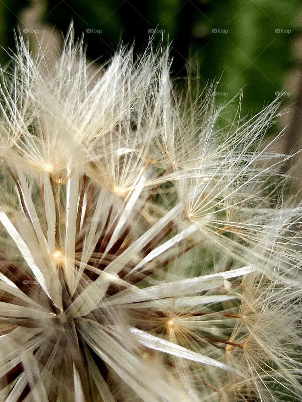 Here are a Dandelion's intricate seeds in this close-up shot, a symbol of natural beauty.