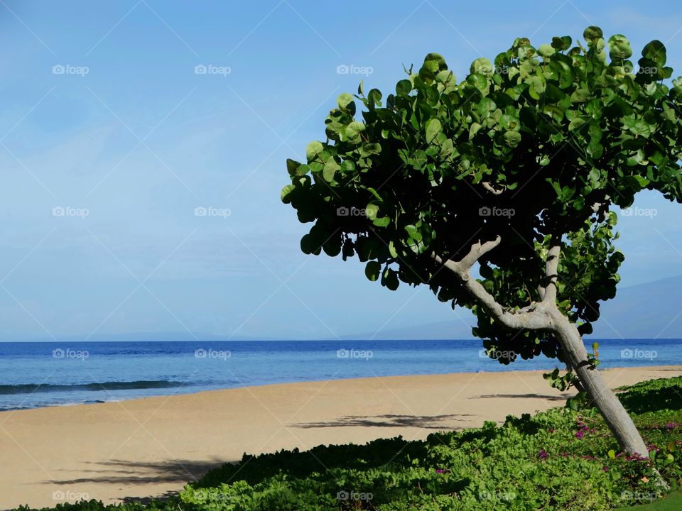 Pristine Hawaii Beach