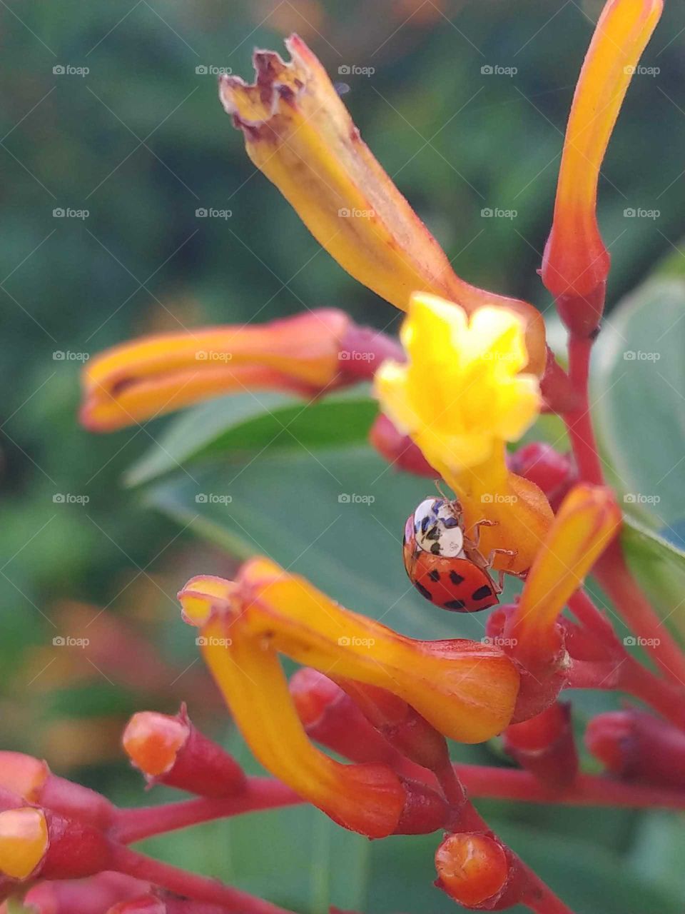 Bright red ladybug crawling on bright yellow, orange, and hot pink flowers.