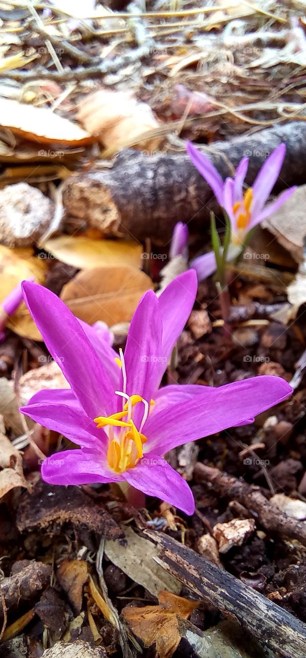 Colchicum autumnale