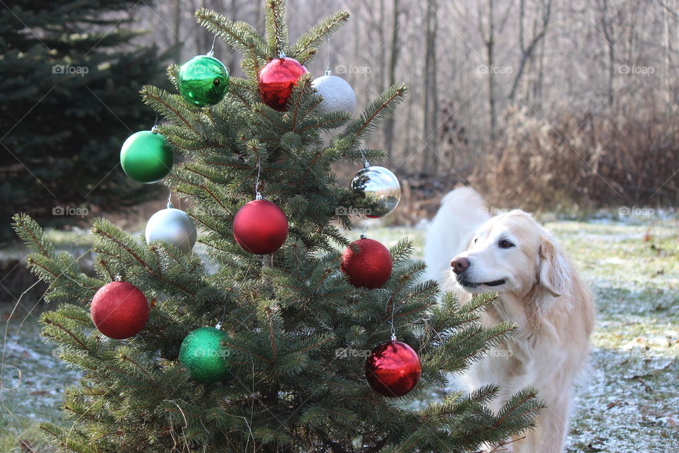 kaci our golden retriever managing the decor on the Christmas tree