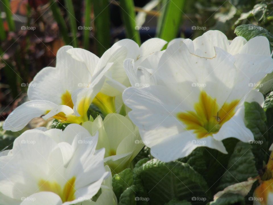 primroses