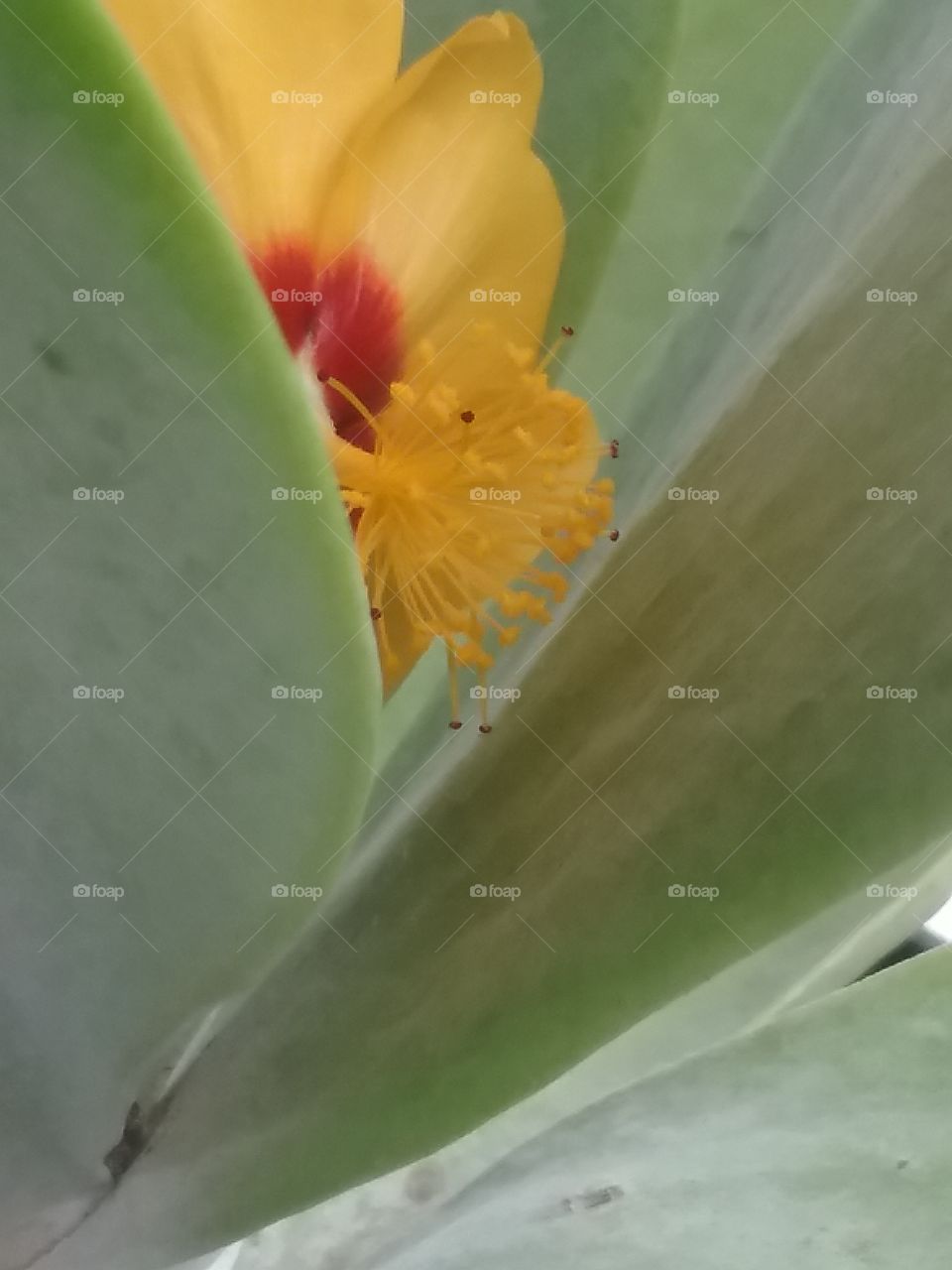 Cactus, No Person, Nature, Flower, Flora