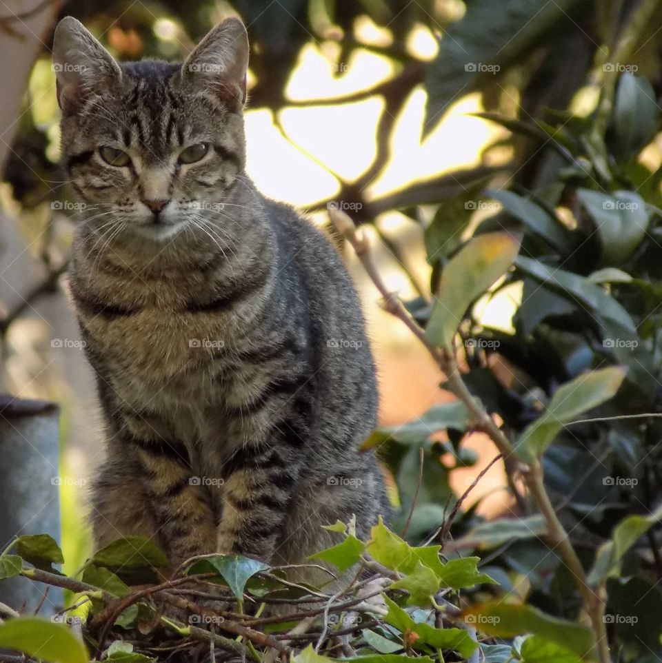 Cat looking at camera