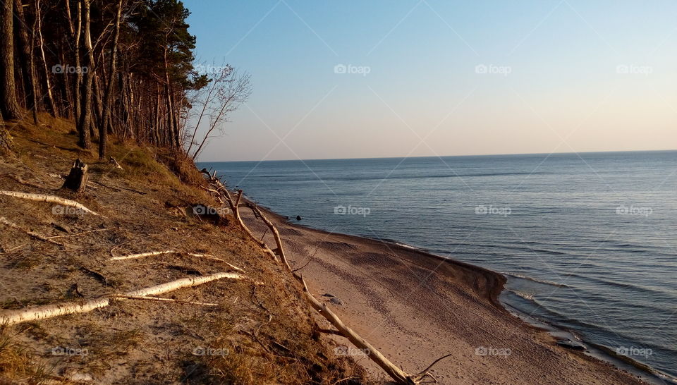 Fallen tree from the cliff
