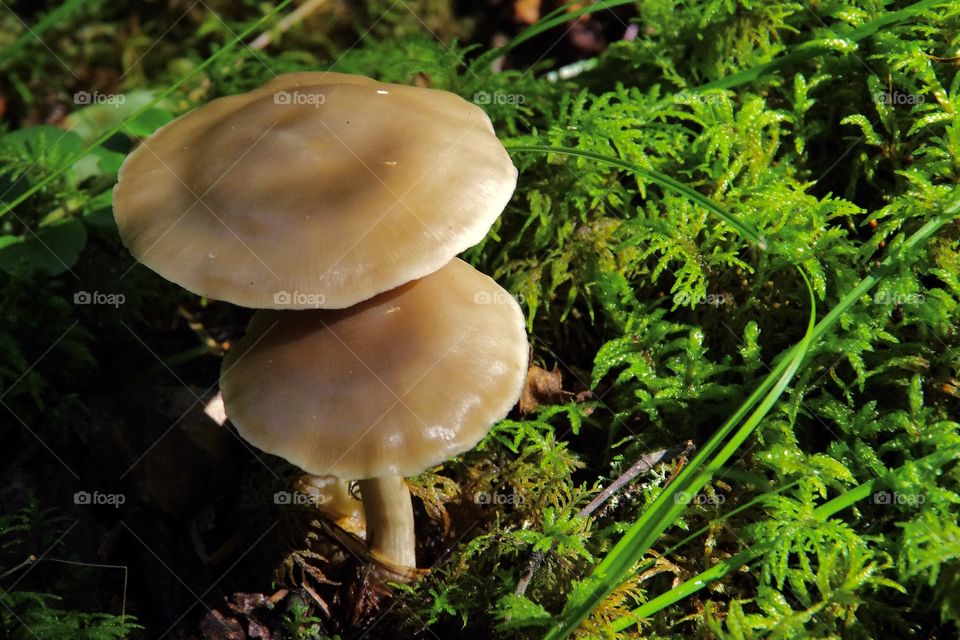 La Ronge, SK, CA.  Mushrooms on sphagnum moss