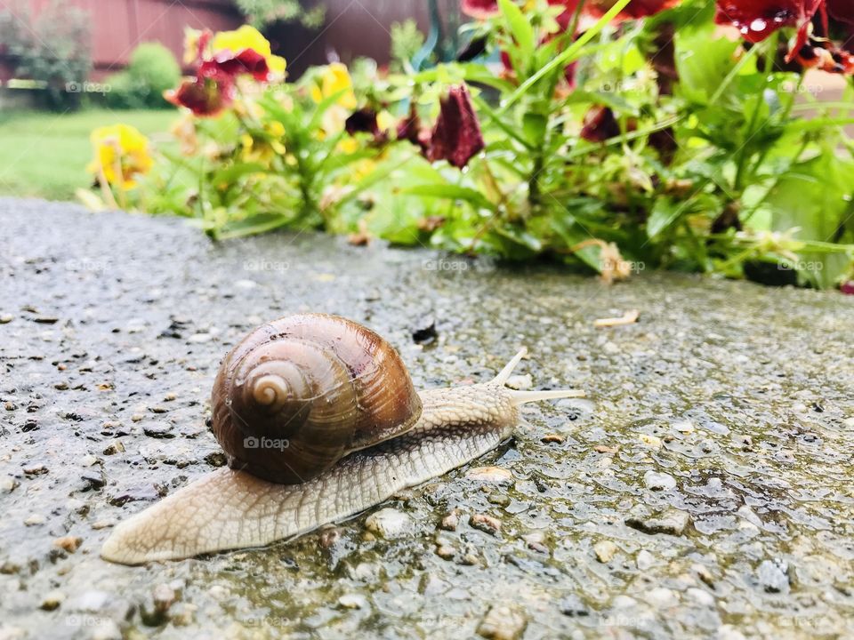 Snail time