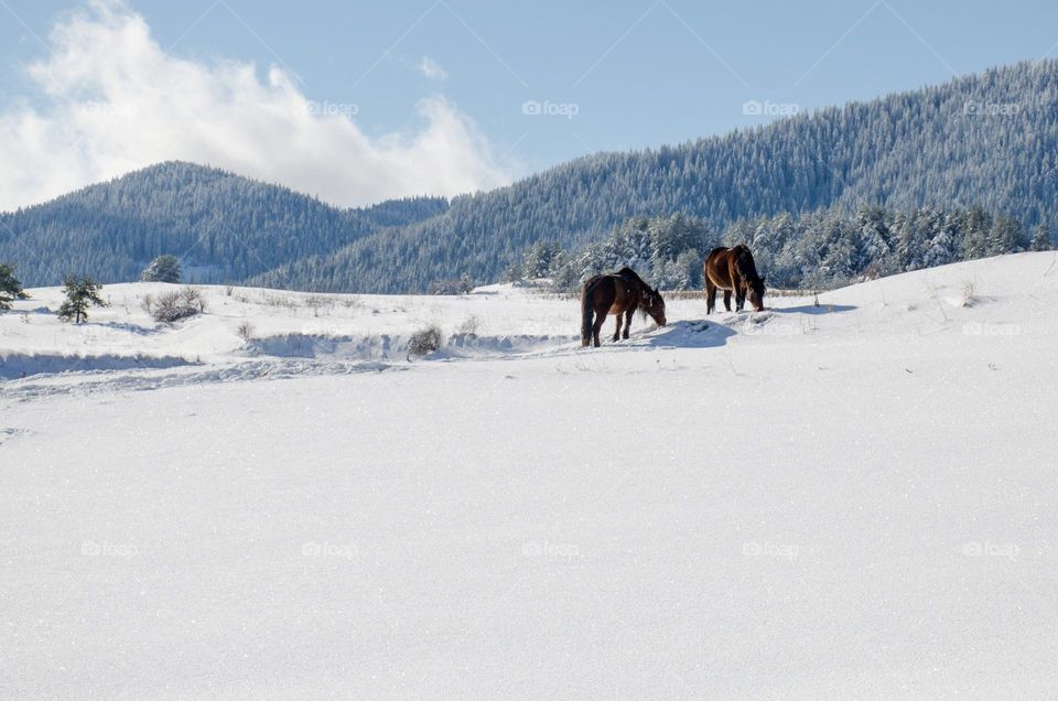 Horses in the Snow