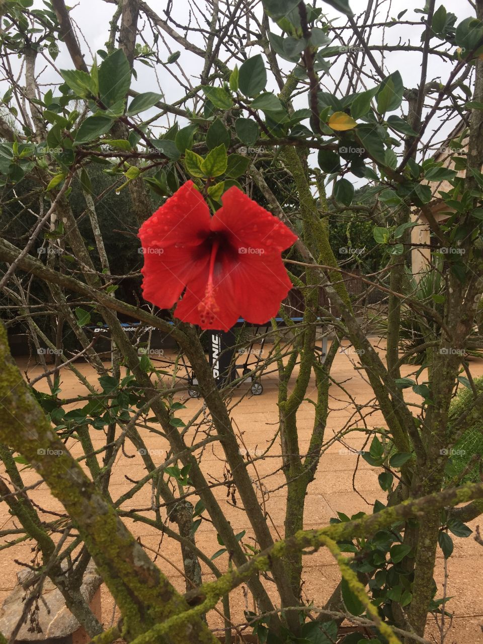 Lone vibrant red giant 