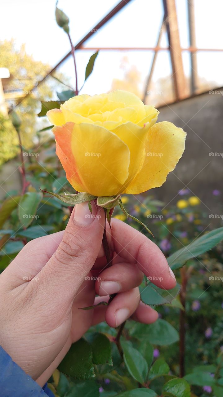 Autumn yellow rose
