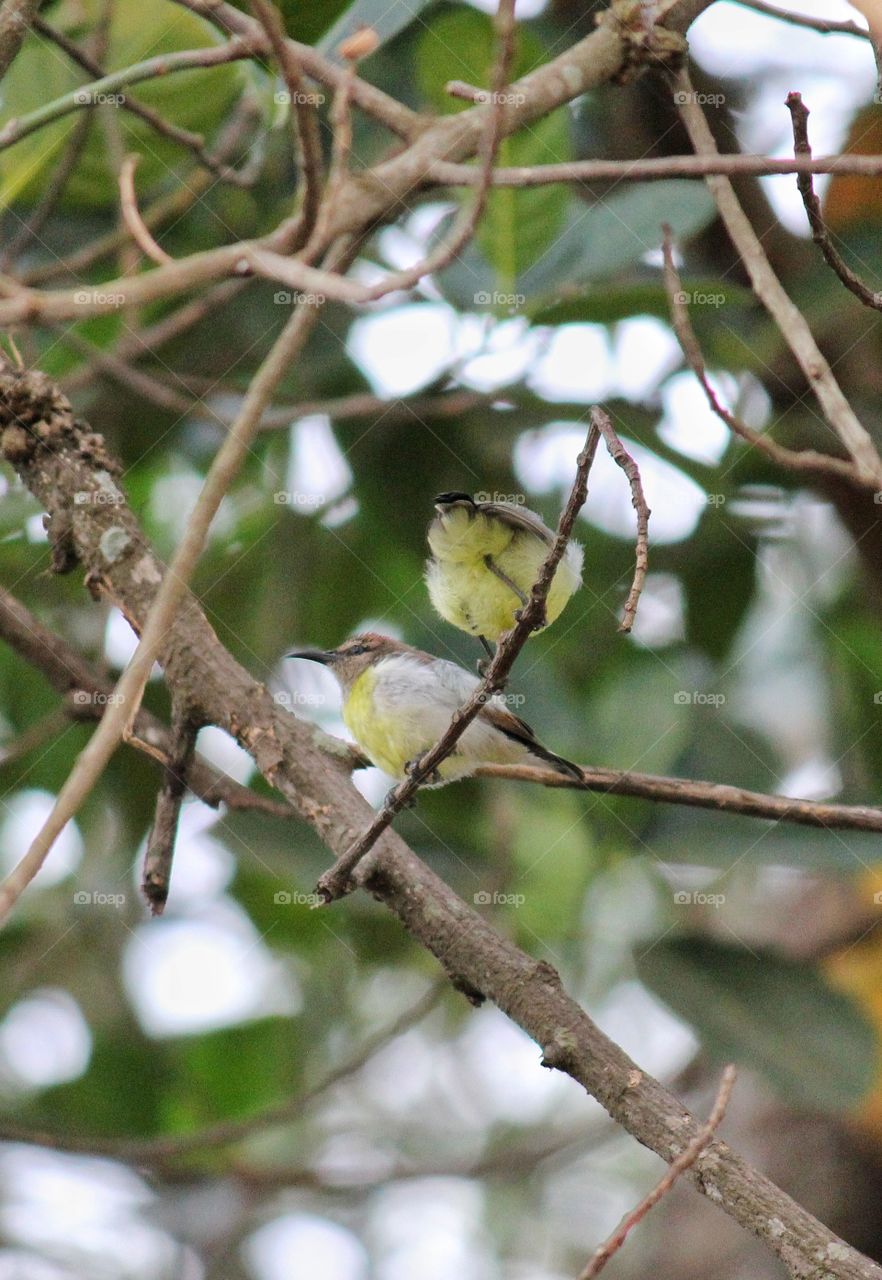 Sunbird sitting on branch