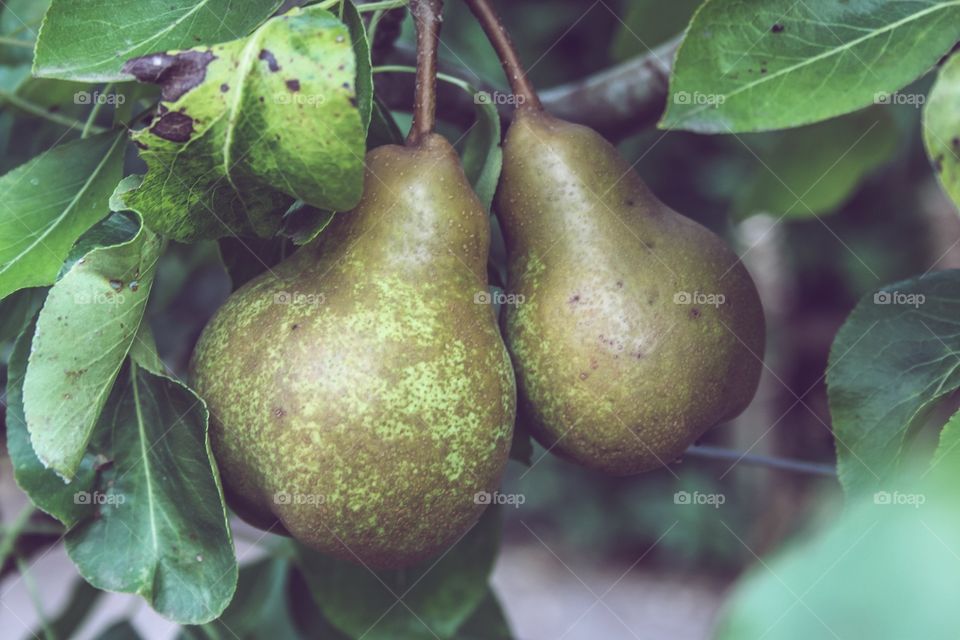 Autumn’s treats, pears