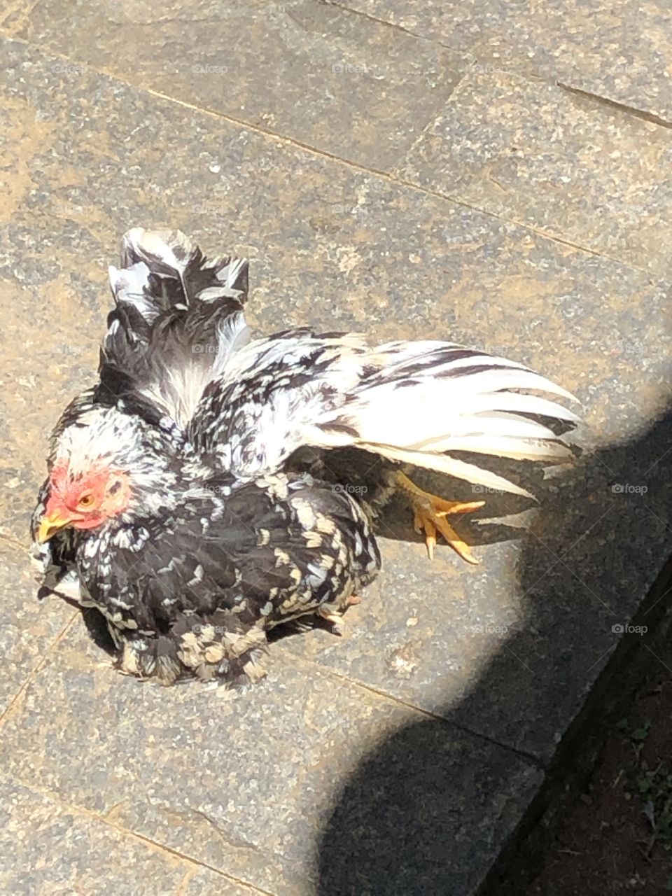 Tomando o sol da manhã. 