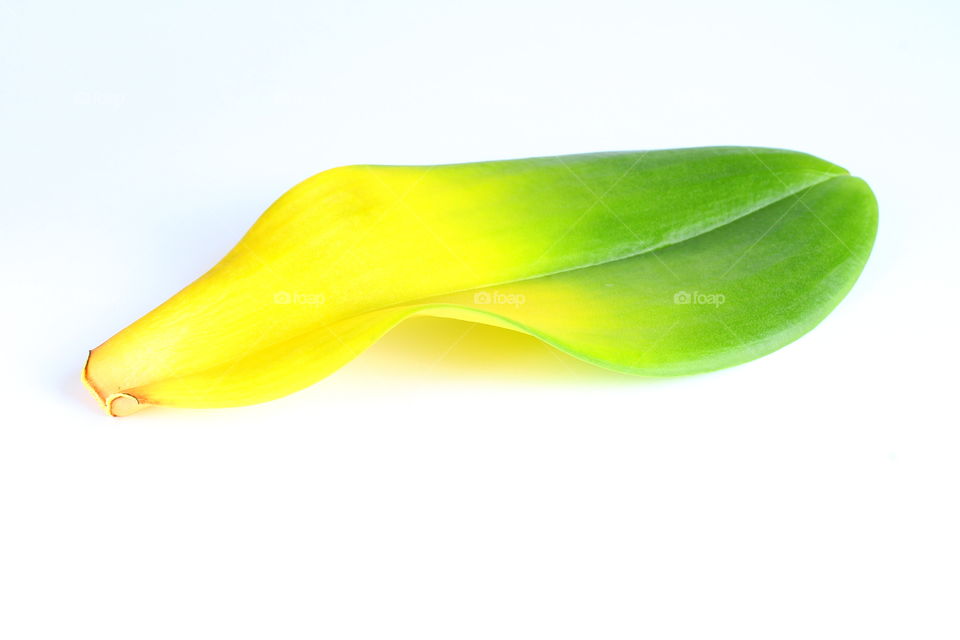 green leaf isolated