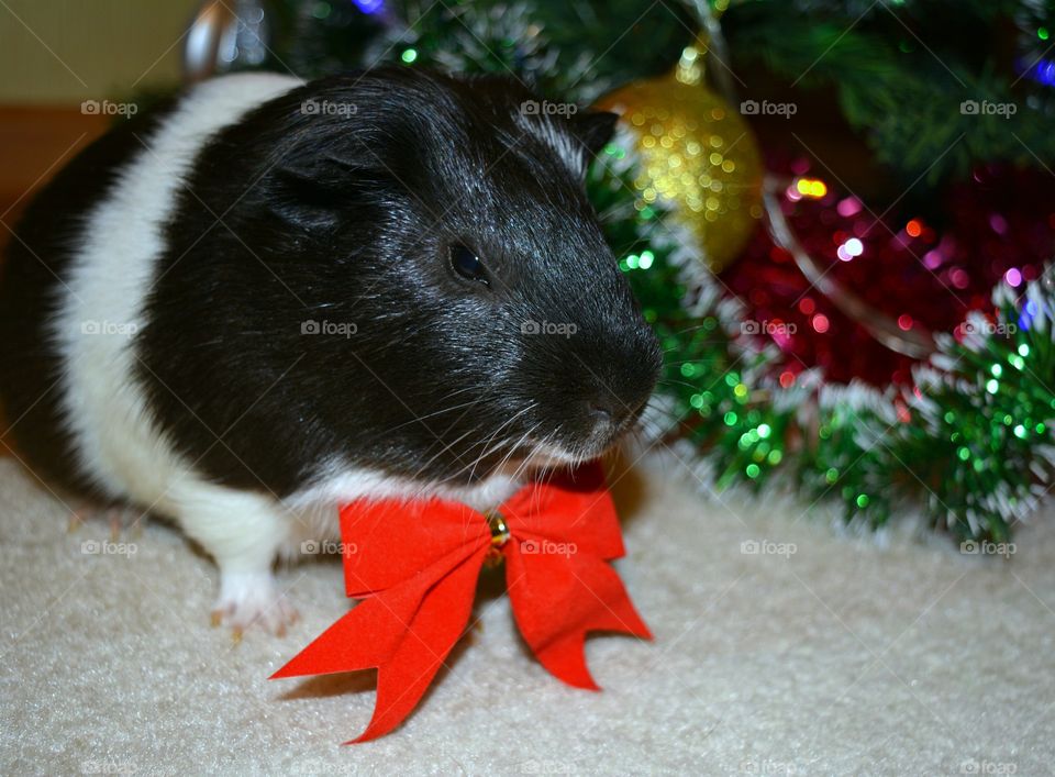 Dressed guinea pig with red colour tied bow