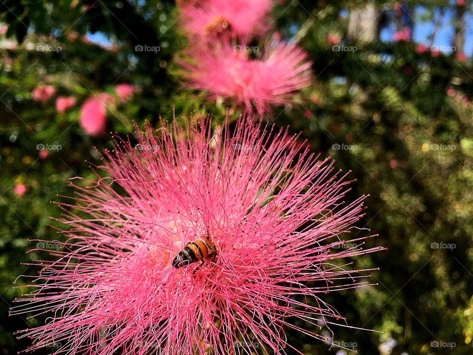 Close-up of bee on pink flower