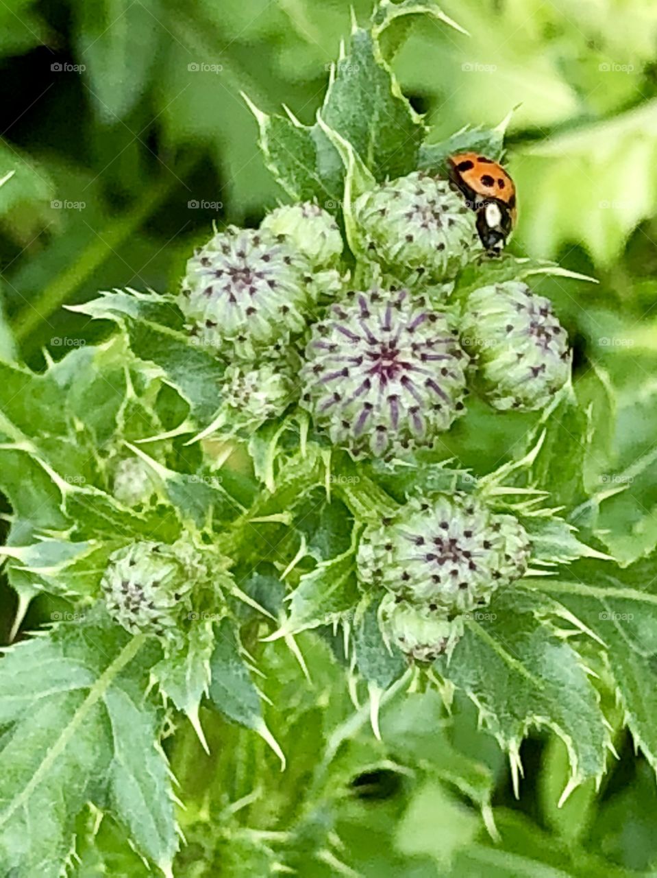 Tight purple buds and ladybug