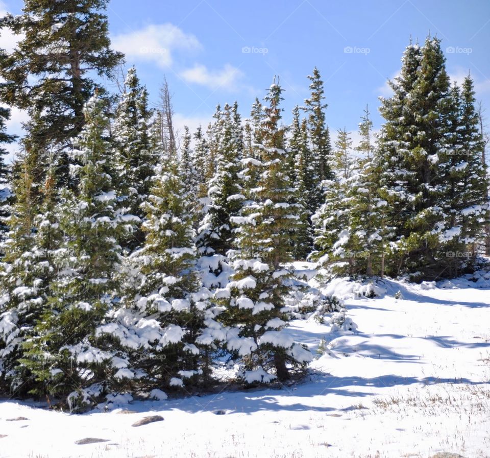 Springtime Snow in the Snowy Range